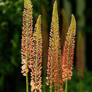 EREMURUS GOLDEN CLEO ORANGE
